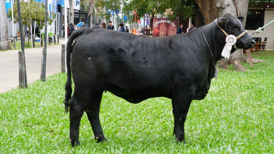 Lote Brangus a Bozal Expo 2022 RP 3331 - Lote 4