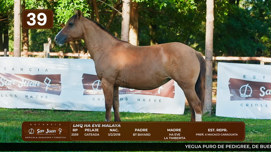 Lote LOTE 39