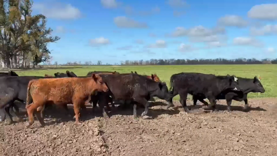 Lote 50 Novillitos y vaquillonas