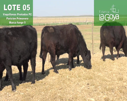 Lote VAQUILLONAS PREÑADAS PC PARICIÓN PRIMAVERA