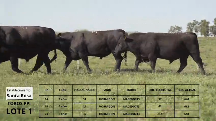 Lote Toros PPI Lote 1 T.E.
