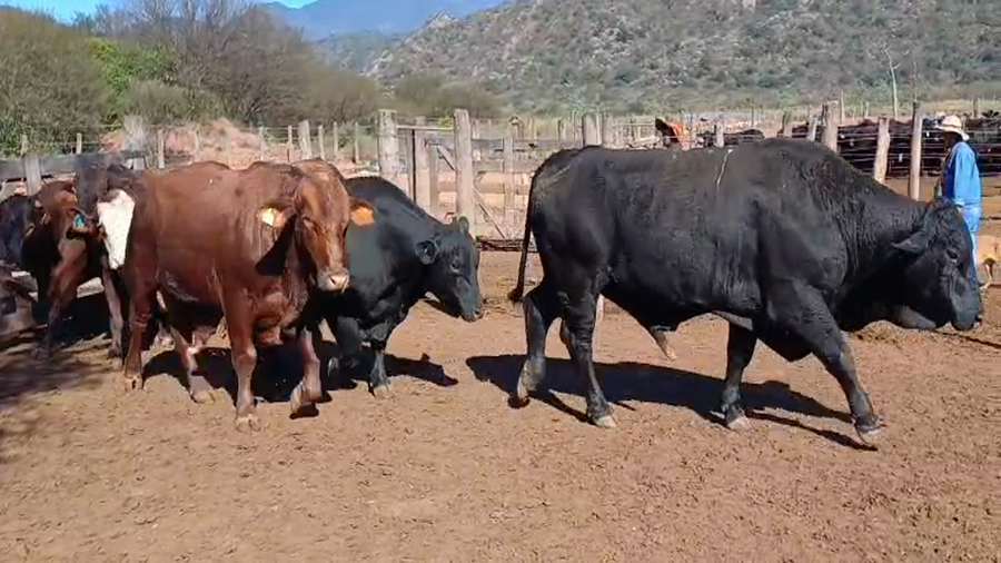 Lote 40 Vacas p/ invernar