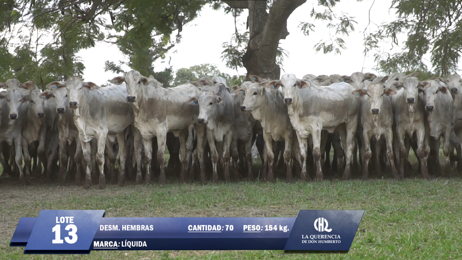 Lote Lote 13
