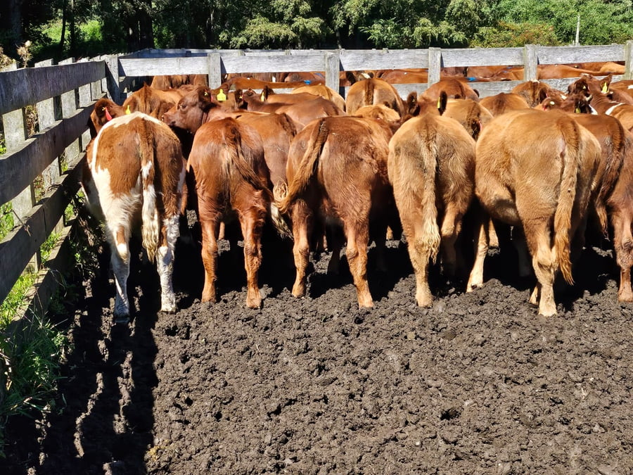 Lote 67 Vaquilla Engorda en Futrono, XIV Región Los Ríos