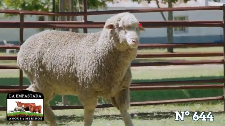 Lote Merino Australiano