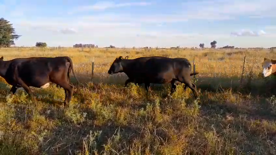 Lote 20 Vacas CUT con Cría en Chascomús