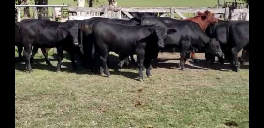 Lote 52 Terneros en Entre Ríos, Colón