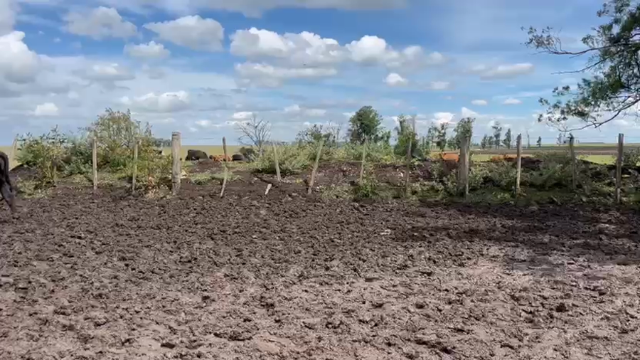 Lote VACAS DE INVERNADA