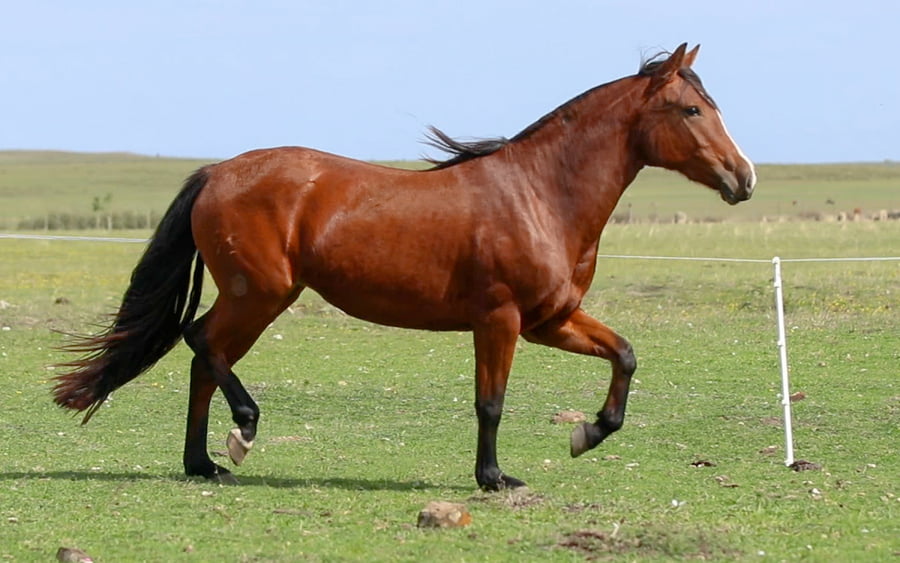 Lote Alpargata de La Reserva