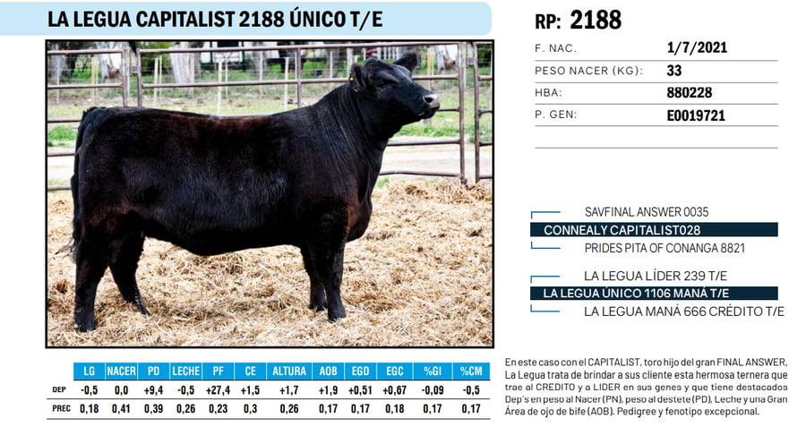 Lote VAQUILLONAS ANGUS  PP