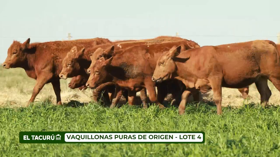 Lote LOTE 4 - VAQUILLONAS PURAS DE ORIGEN