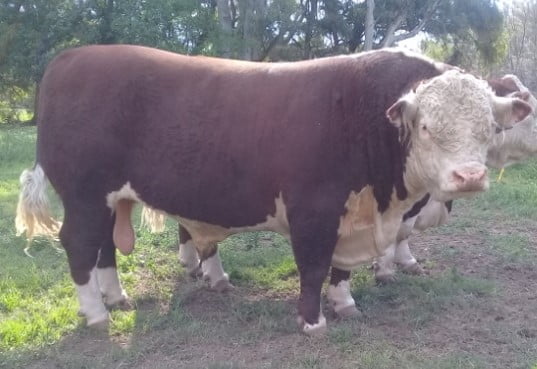 Lote Dosis de Semen Jotabe X4691 "Top Gun"