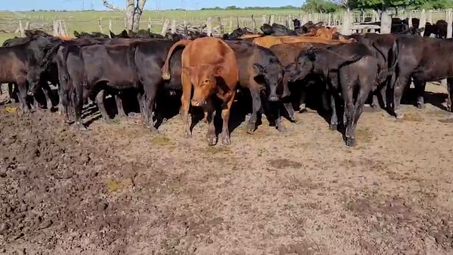 Lote 50 Terneros en Villaguay, Entre Ríos