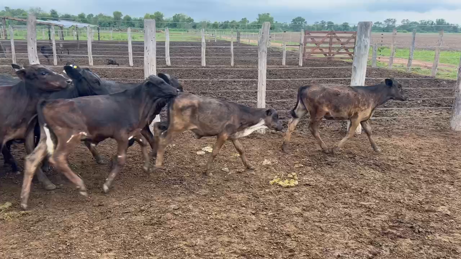 Lote 75 Terneros/as en Sáenz Peña, Chaco