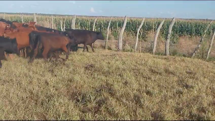 Lote 70 Terneros en Santa Elena, Entre Ríos