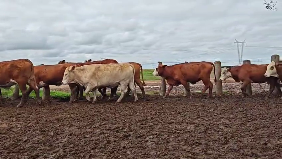 Lote 110 Vaquillonas en Corrientes, Mercedes