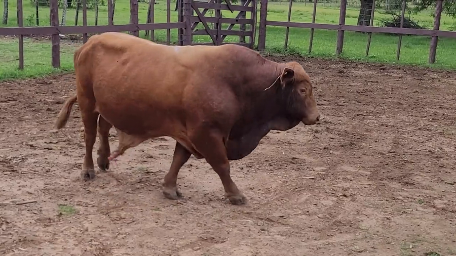 Lote Toros T. Brangus Rojo a remate en Remate de Reproductores, Asunción