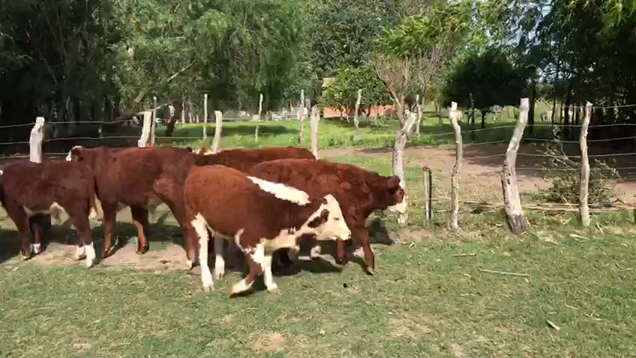 Lote 30 Terneros en Corrientes, Curuzú-Cuatiá