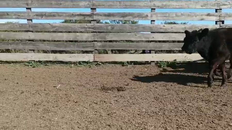 Lote 9 Terneros y Terneras CRUZA a remate en 4to remate ENTRE MARTILLOS 90-100kg -  en CERRO