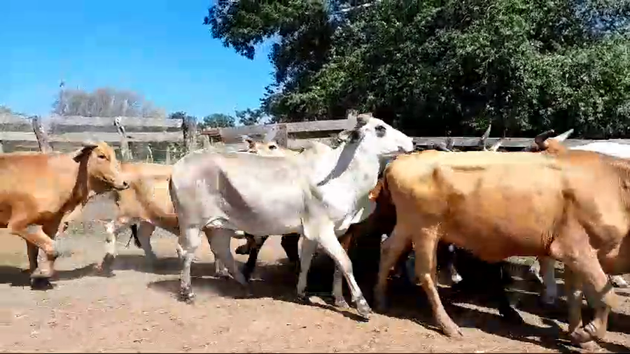 Lote 35 Vacas de invernar