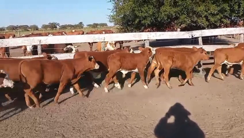 Lote 75 Terneros en Corrientes, Curuzu Cuatia