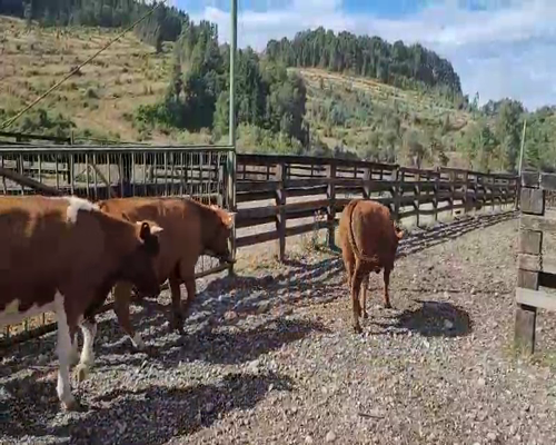 Lote 60 Novillo Engorda en Cunco, IX Región Araucanía