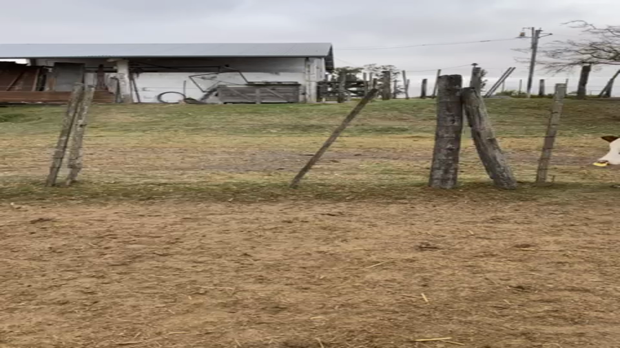 Lote 12 Novillitos Braford, Brangus y sus cruzas en Sunchales, Santa Fe