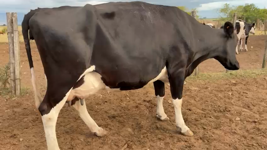 Lote Vaca a remate en Pantalla Camy, San José