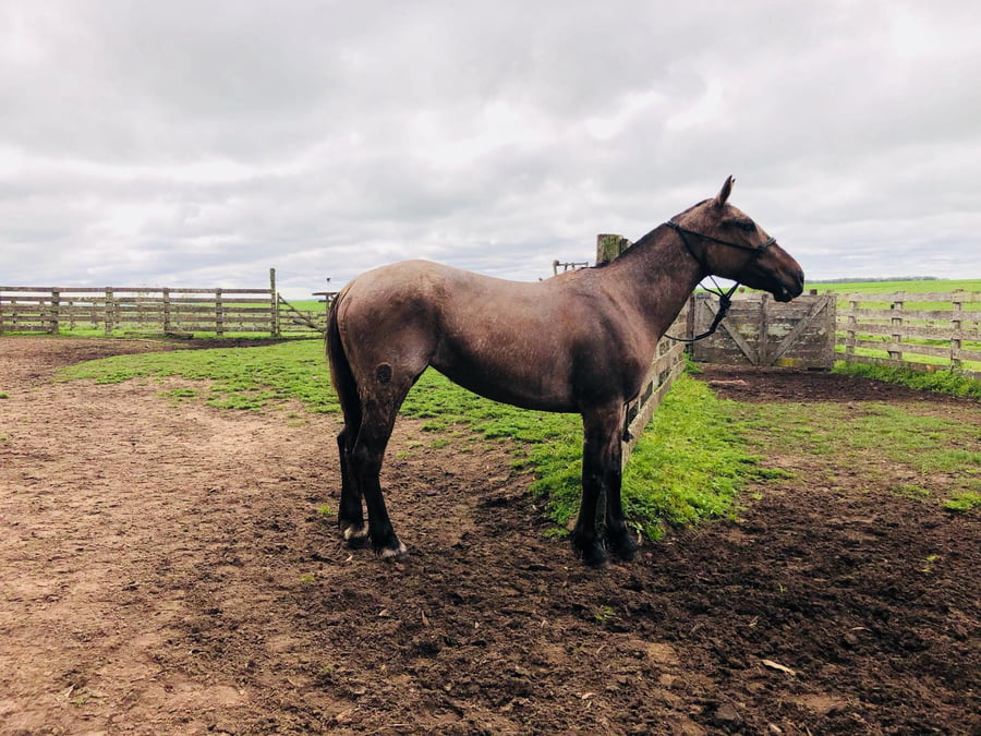 Lote Cabaña "Divisa Blanca" - RP 15 - Heroica Divisa Blanca