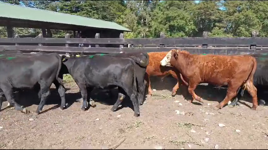 Lote 53 Novillo Engorda en Osorno, X Región Los Lagos