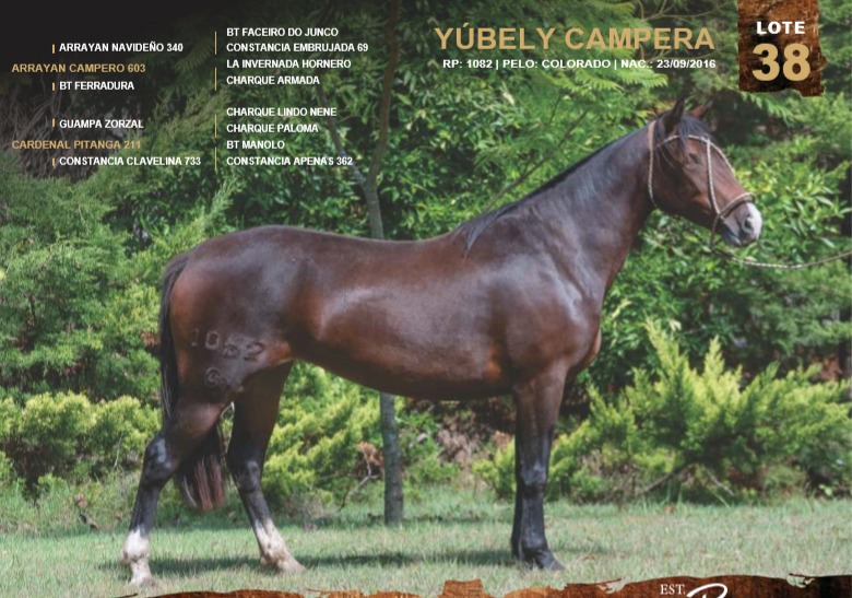 Lote YÚBELY CAMPERA