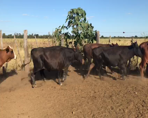 Lote 50 Vacas CUT  en Tres Isletas, Chaco