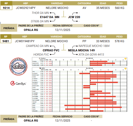 Lote LOTE 55