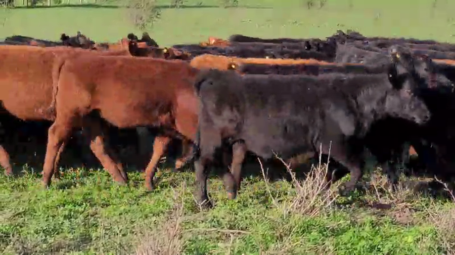 Lote 250 Terneras en Villaguay, Entre Ríos