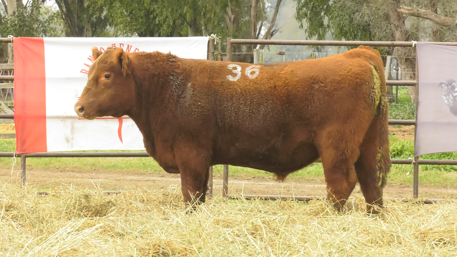 Lote TOROS ANGUS COLORADOS  PC