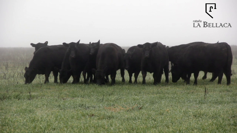 Lote VAQUILLONAS ANGUS MAS - LA BELLACA