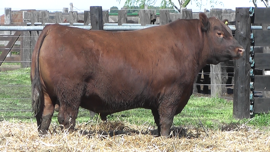 Lote TOROS A. ANGUS PURO PEDIGREE
