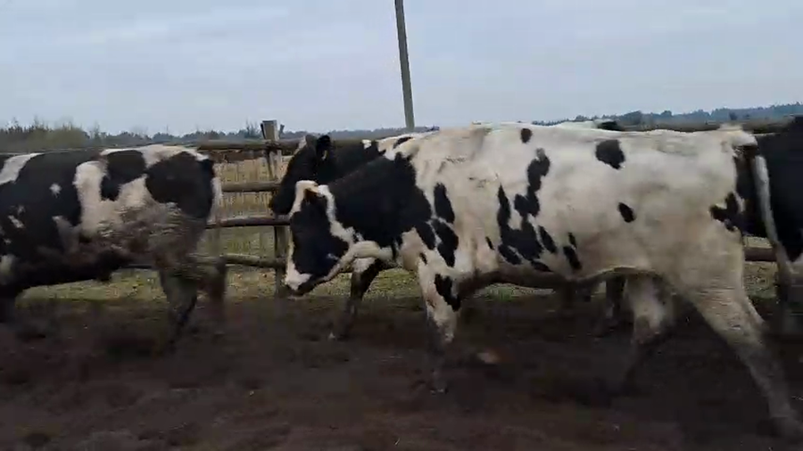 Lote 40 Novillo Gordo en Cabrero, VIII Región Biobío