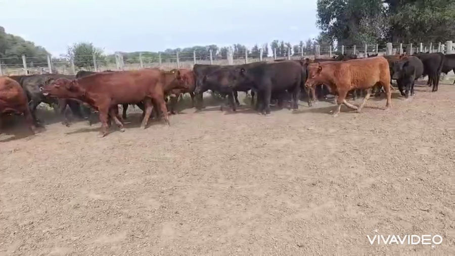 Lote 65 Terneros