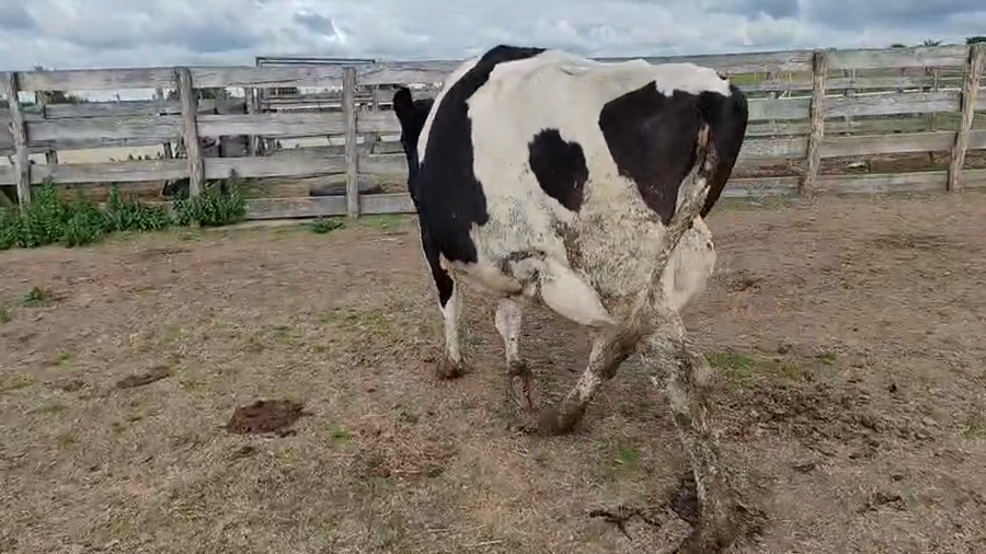 Lote Vaca a remate en Pantalla Camy 550kg - , San José
