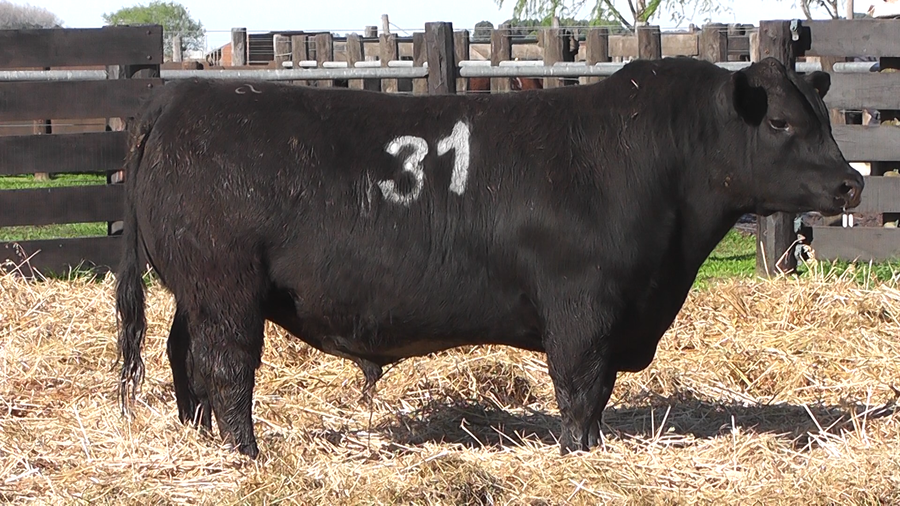 Lote TOROS ANGUS PURO CONTROLADO