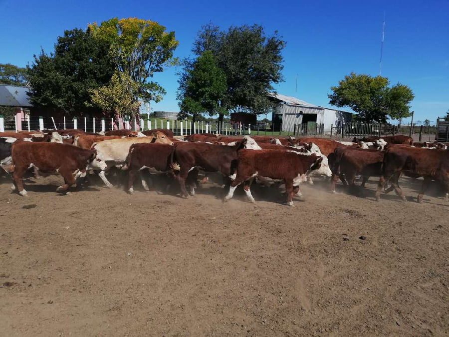 Lote 70 Terneros en Federal, Entre Ríos