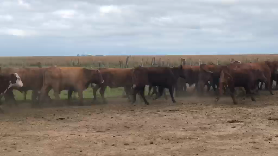 Lote 70 Novillitos en Corrientes, Santo Tomé