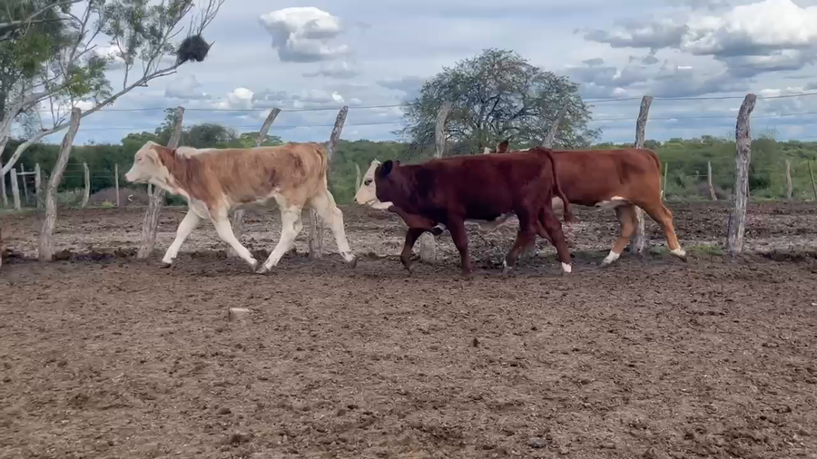 Lote 70 Terneras en Corrientes, Curuzú-Cuatiá