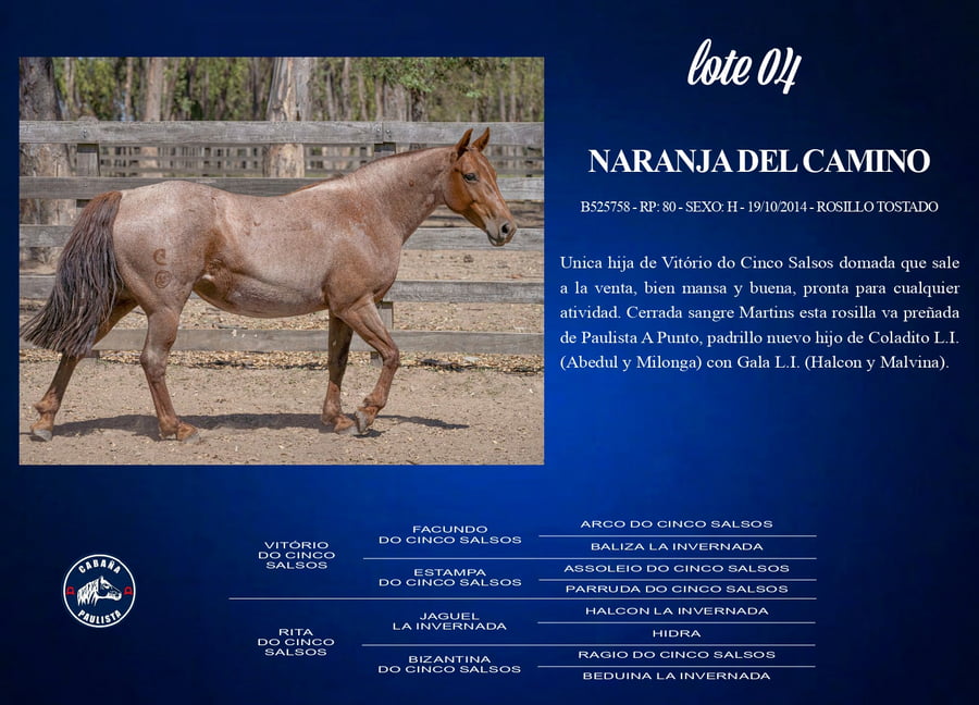 Lote Naranja Del Camino