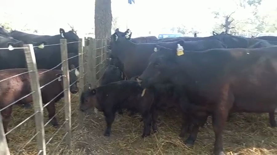 Lote "Corral 5 Vaq. AA PC ""Est. La Negra"""
