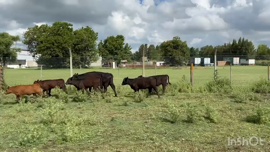 Lote 69 Vacas usadas paridas