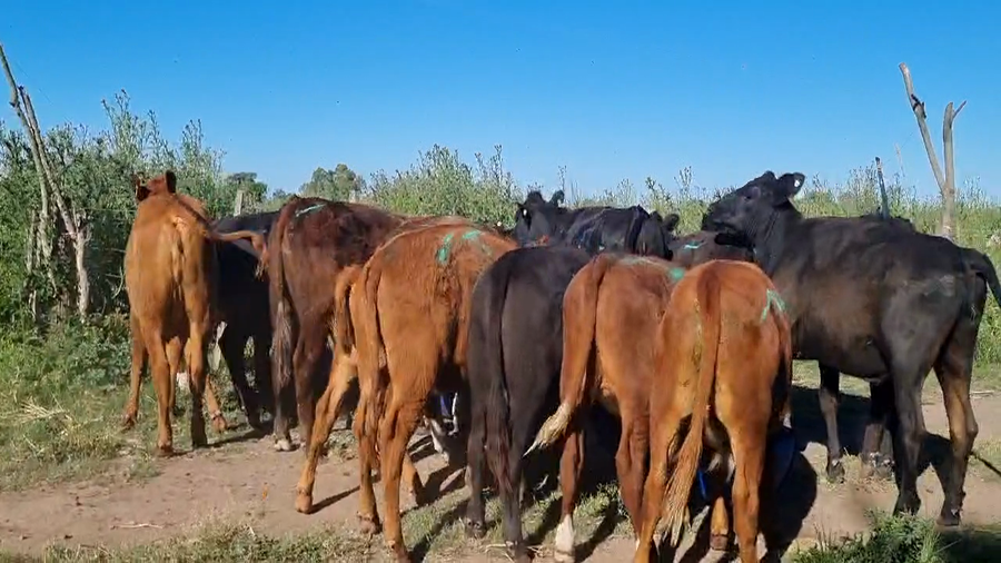 Lote 19 Terneros/as en Brandsen, Buenos Aires