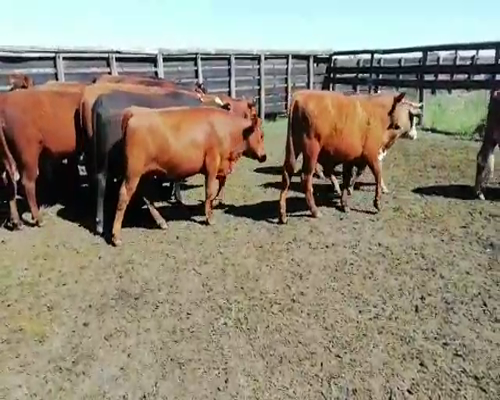 Lote 85 Novillitos y vaquillonas en Colón, Entre Ríos