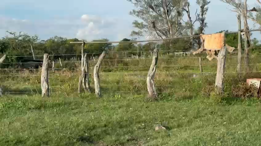 Lote 7 Vacas de invernar en Corrientes, Curuzú-Cuatiá